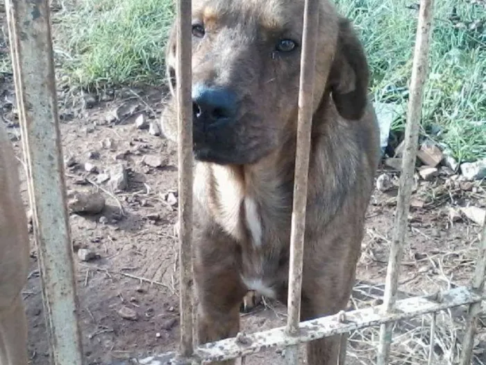 Cachorro ra a vira lata idade 1 ano nome Max e Marley