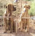 Max e Marley