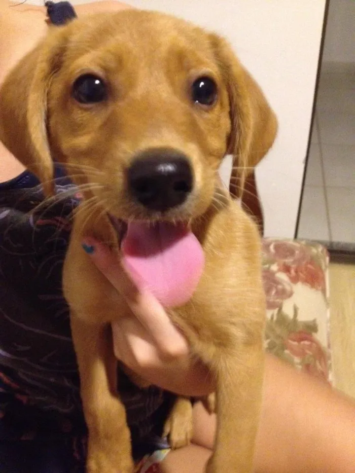 Cachorro ra a Não definida idade 2 a 6 meses nome Bono