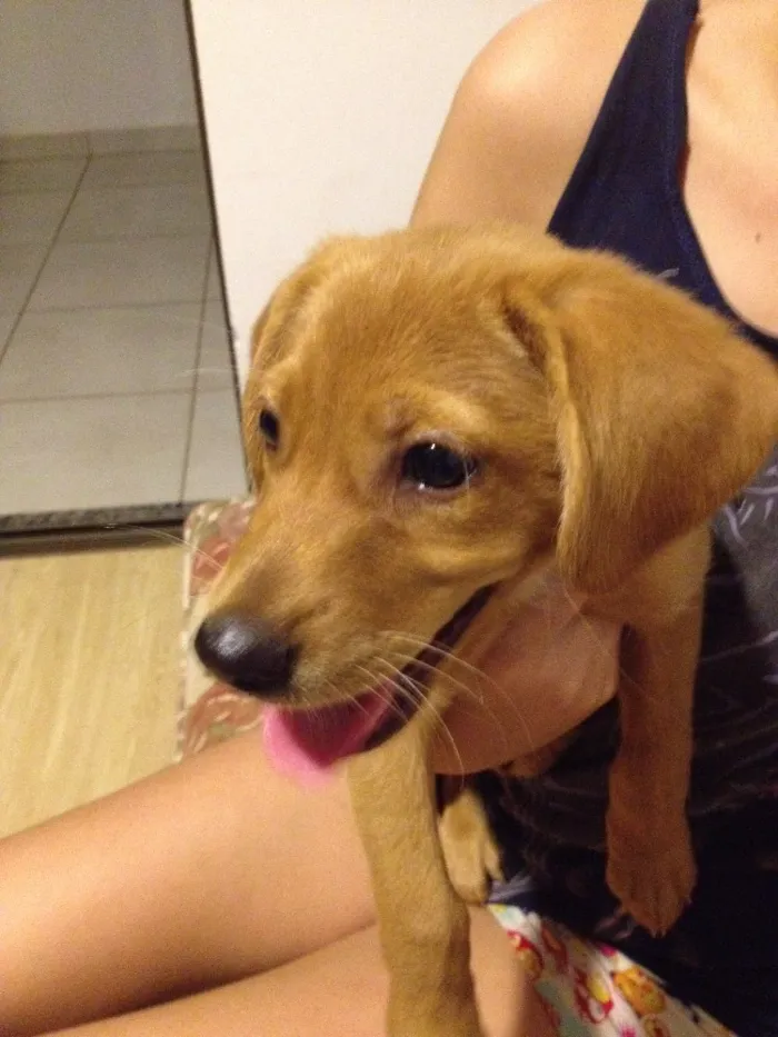 Cachorro ra a Não definida idade 2 a 6 meses nome Bono