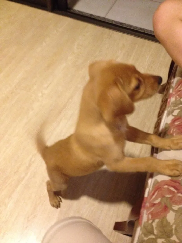Cachorro ra a Não definida idade 2 a 6 meses nome Bono