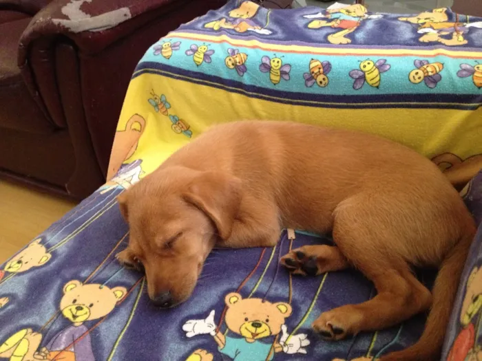 Cachorro ra a Não definida idade 2 a 6 meses nome Bono