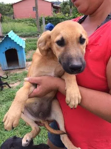 Cachorro ra a SRD idade 2 a 6 meses nome Caramelo