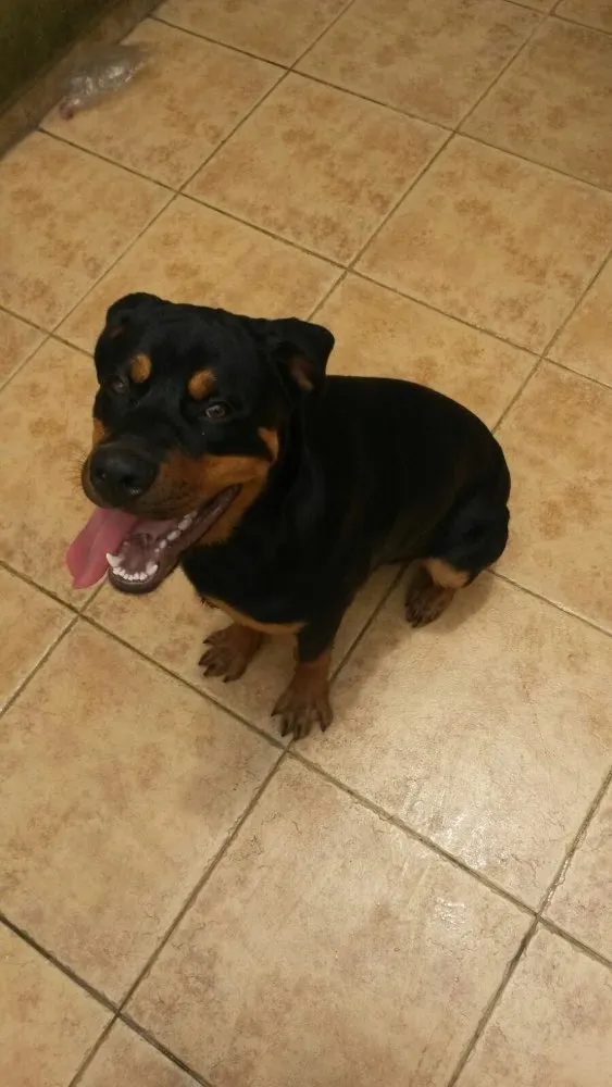 Cachorro ra a Rotwailer idade 7 a 11 meses nome Zeus