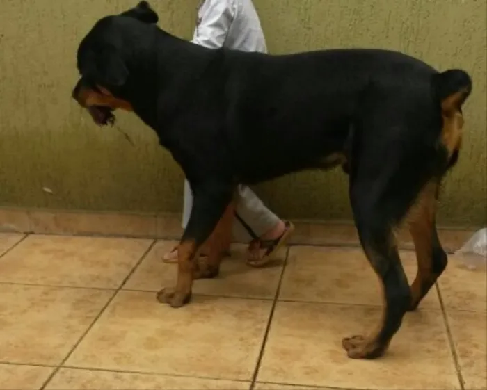 Cachorro ra a Rotwailer idade 7 a 11 meses nome Zeus