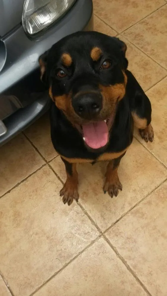 Cachorro ra a Rotwailer idade 7 a 11 meses nome Zeus
