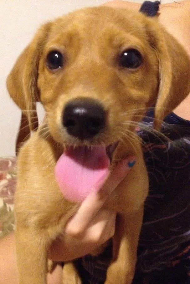 Cachorro ra a Não definida idade 2 a 6 meses nome Bono