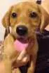 Cachorro raça Não definida idade 2 a 6 meses nome Bono