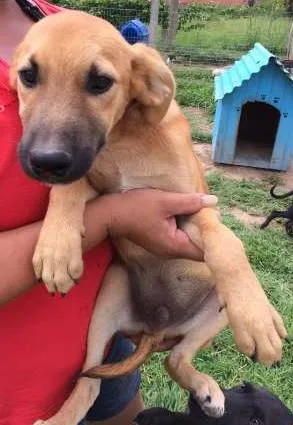 Cachorro ra a SRD idade 2 a 6 meses nome Caramelo