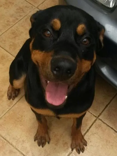Cachorro ra a Rotwailer idade 7 a 11 meses nome Zeus