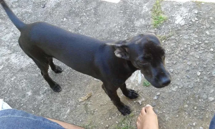 Cachorro ra a Vira-Lata idade 2 a 6 meses nome Snoopy