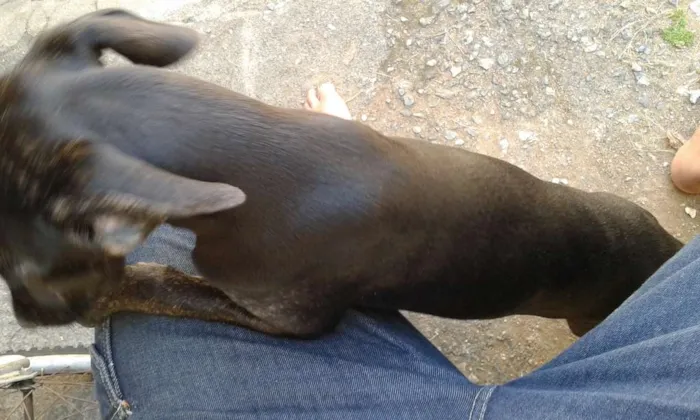 Cachorro ra a Vira-Lata idade 2 a 6 meses nome Snoopy