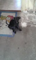 Snoopy