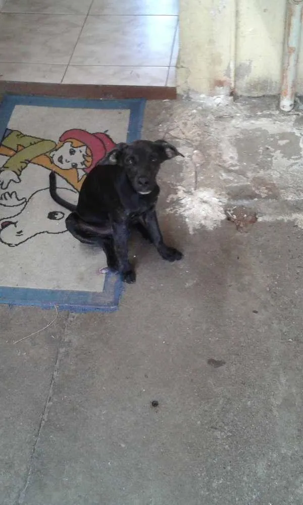 Cachorro ra a Vira-Lata idade 2 a 6 meses nome Snoopy