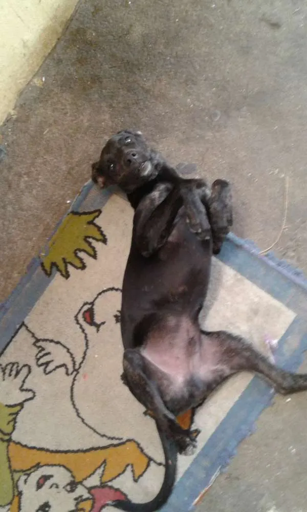 Cachorro ra a Vira-Lata idade 2 a 6 meses nome Snoopy