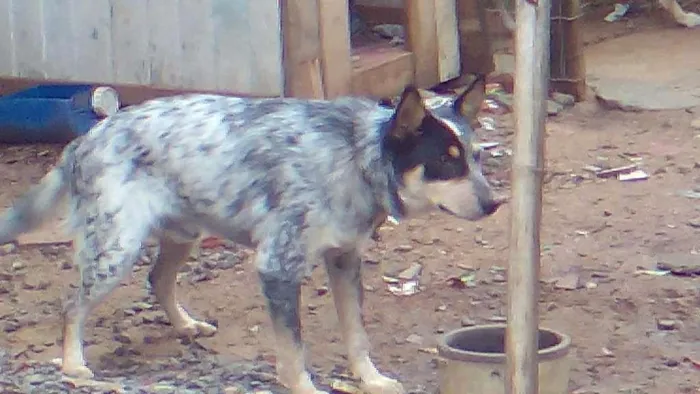 Cachorro ra a  idade 1 ano nome Raposo