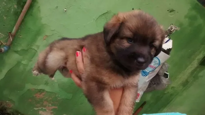 Cachorro ra a SRD idade Abaixo de 2 meses nome Milla