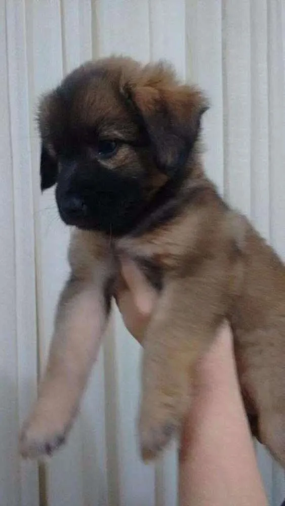 Cachorro ra a SRD idade Abaixo de 2 meses nome Milla