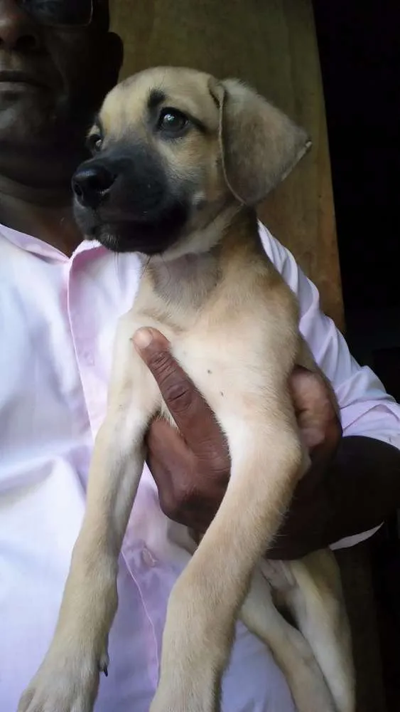 Cachorro raça MESTIÇO idade 2 a 6 meses nome NOVOS