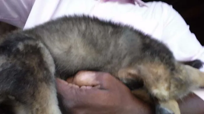 Cachorro raça MESTIÇO idade 2 a 6 meses nome NOVOS