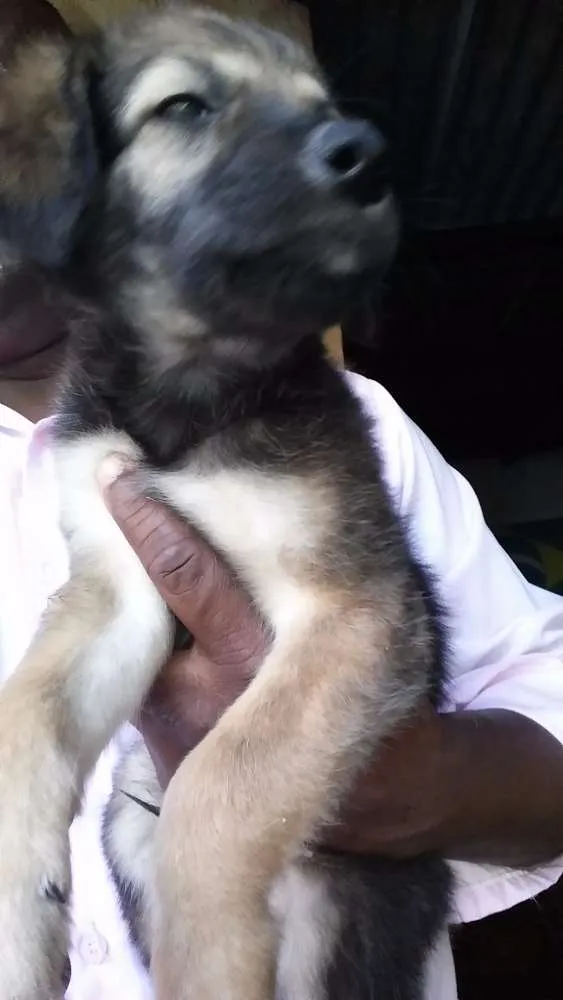 Cachorro raça MESTIÇO idade 2 a 6 meses nome NOVOS