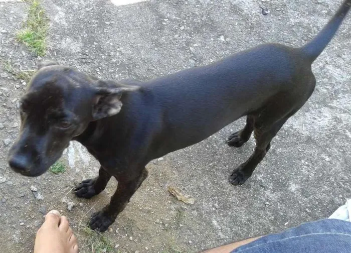 Cachorro ra a Vira-Lata idade 2 a 6 meses nome Snoopy