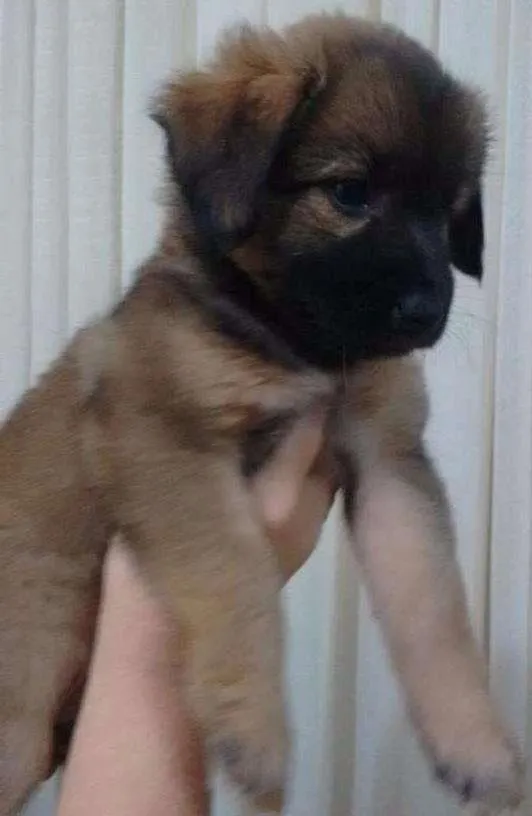 Cachorro ra a SRD idade Abaixo de 2 meses nome Milla