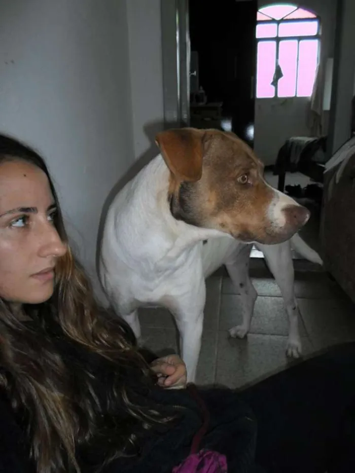 Cachorro raça Vira-lata idade 4 anos nome Borat