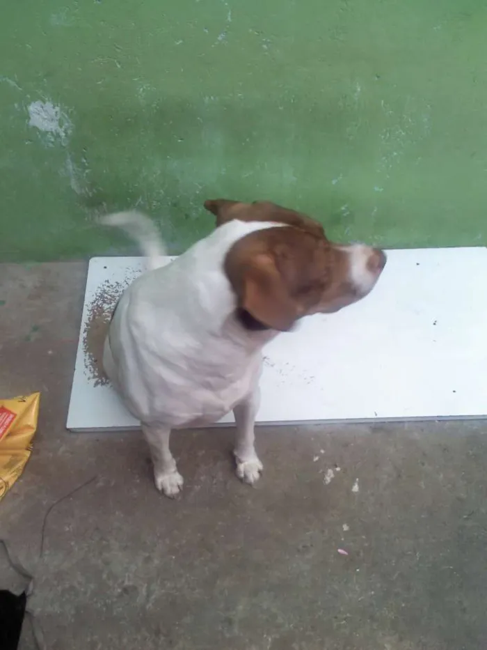 Cachorro raça Vira-lata idade 4 anos nome Borat