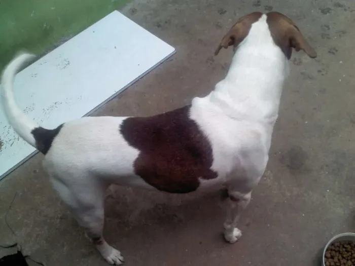 Cachorro raça Vira-lata idade 4 anos nome Borat