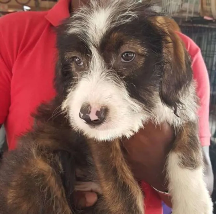 Cachorro ra a mestiço idade 2 a 6 meses nome Panda