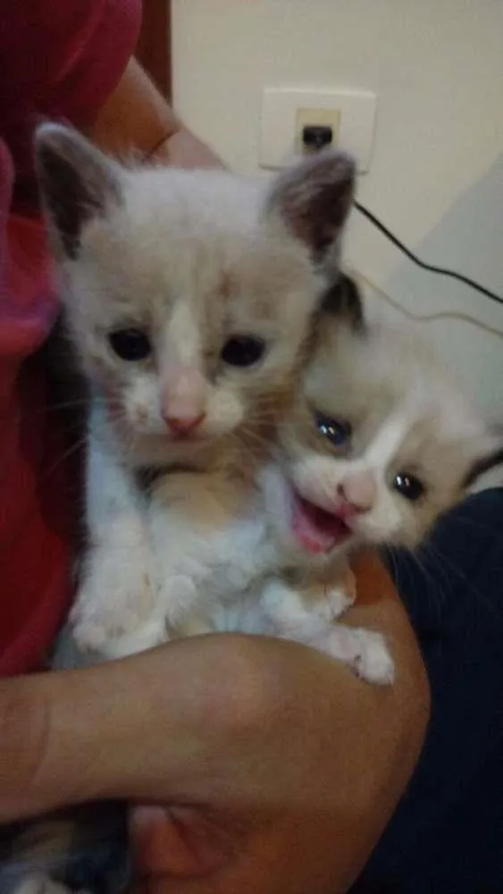 Gato ra a SRD idade Abaixo de 2 meses nome Os três mosqueteiros