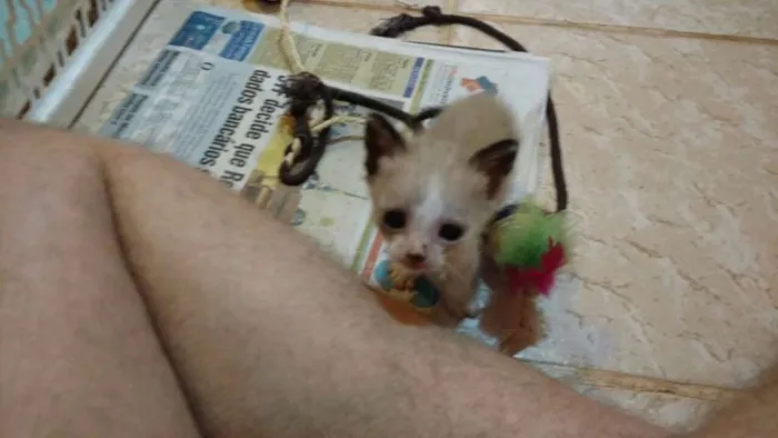 Gato ra a SRD idade Abaixo de 2 meses nome Os três mosqueteiros