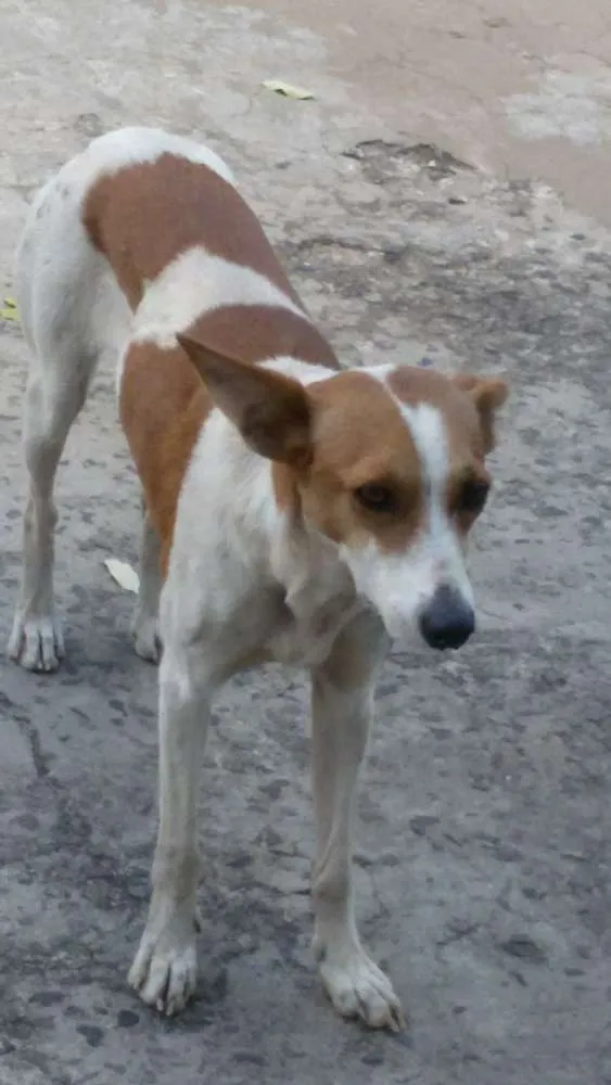 Cachorro ra a  idade  nome Não sei, sem identi