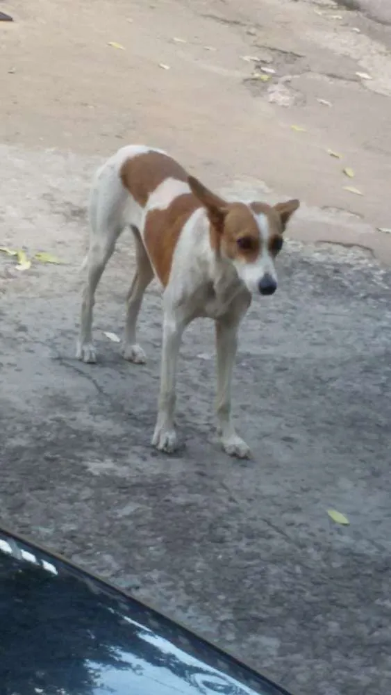 Cachorro ra a  idade  nome Não sei, sem identi