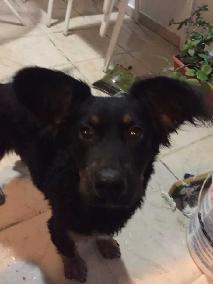 Cachorro ra a SRD idade 1 ano nome Sem Nome
