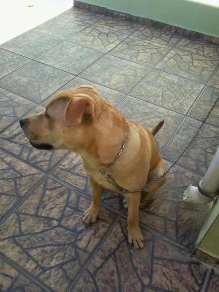 Cachorro ra a Indefinida idade 1 ano nome Billy