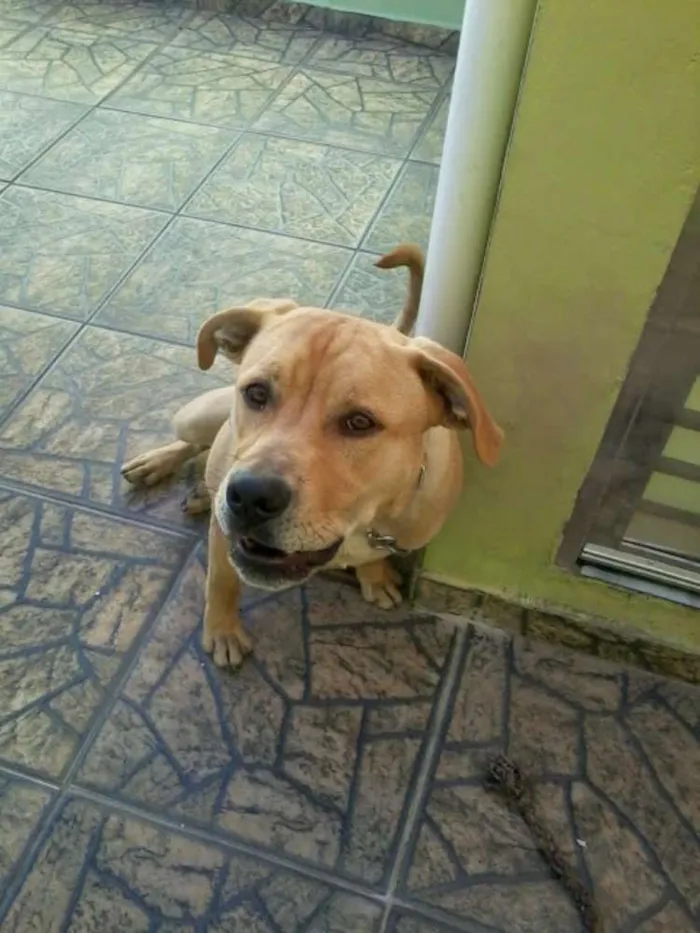 Cachorro ra a Indefinida idade 1 ano nome Billy