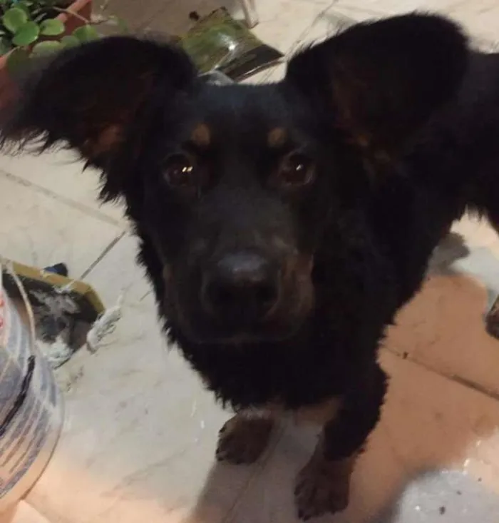 Cachorro ra a SRD idade 1 ano nome Sem Nome