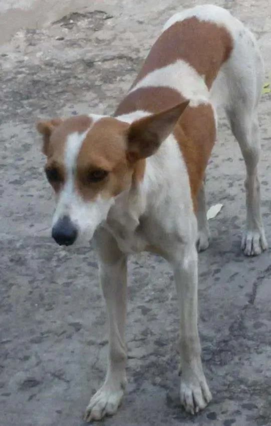 Cachorro ra a  idade  nome Não sei, sem identi