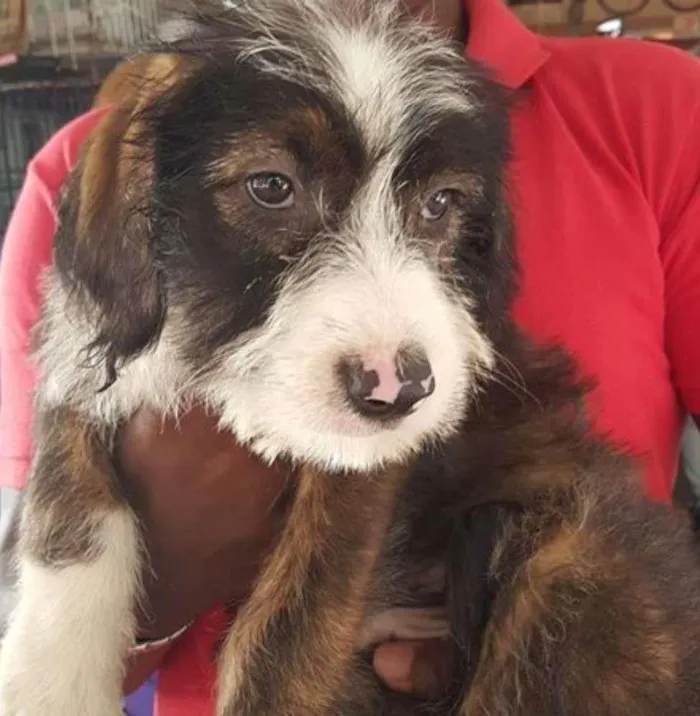 Cachorro ra a mestiço idade 2 a 6 meses nome Panda