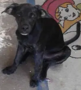 Cachorro ra a Vira-Lata idade 2 a 6 meses nome Snoopy