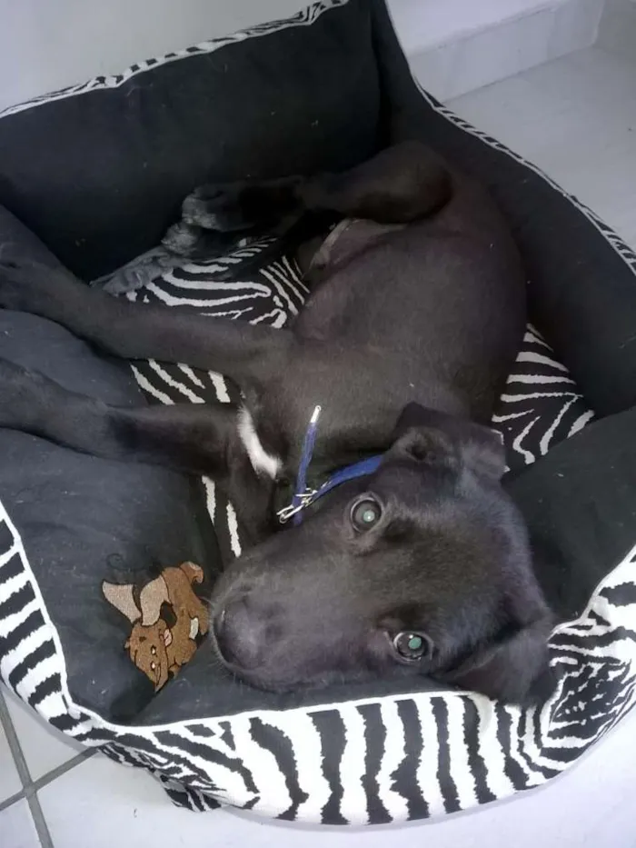 Cachorro ra a srd idade 2 a 6 meses nome Veludo