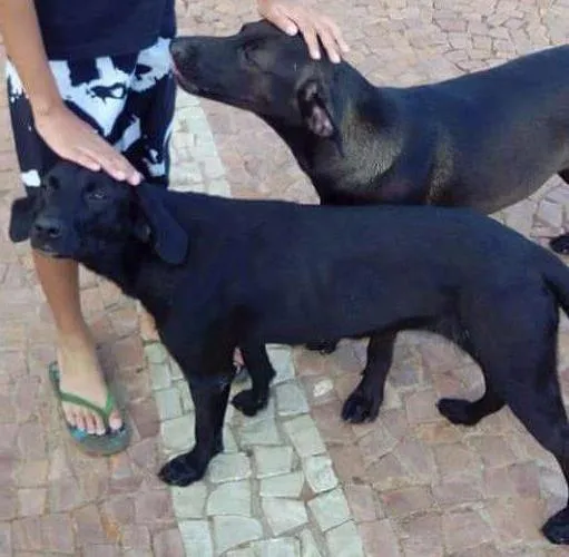 Cachorro ra a Srd idade 1 ano nome Não sei 