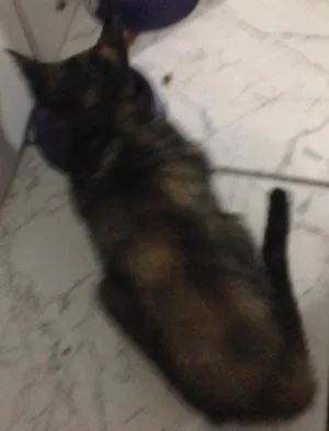 Gato raça  idade 2 a 6 meses nome Ximbica 