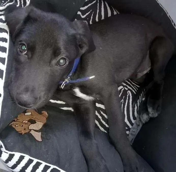 Cachorro ra a srd idade 2 a 6 meses nome Veludo
