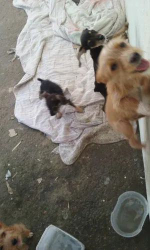 Cachorro raça indefinida idade 2 a 6 meses nome formiga, amarelo, d