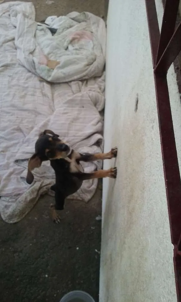 Cachorro ra a indefinida idade 2 a 6 meses nome formiga, amarelo, d