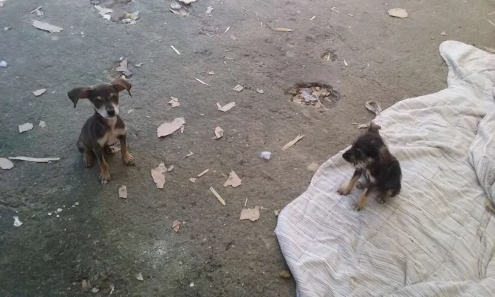 Cachorro ra a indefinida idade 2 a 6 meses nome formiga, amarelo, d