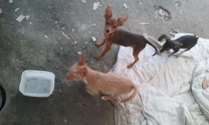 Cachorro ra a indefinida idade 2 a 6 meses nome formiga, amarelo, d